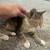 2 sweet kittens need forever homes! 2 thumbnail