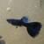 Mixed Guppies as low as .65 cents each for Sale or Trade 2 thumbnail