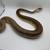 Ball Pythons 6 thumbnail