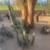 Cactus - Many Established Mature Specimens 9 thumbnail