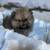 Pomeranian puppy 7 thumbnail