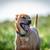 Pet Pics! Pet Portrait & Action Shot Photography 15 thumbnail