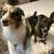 Dog 9 thumbnail