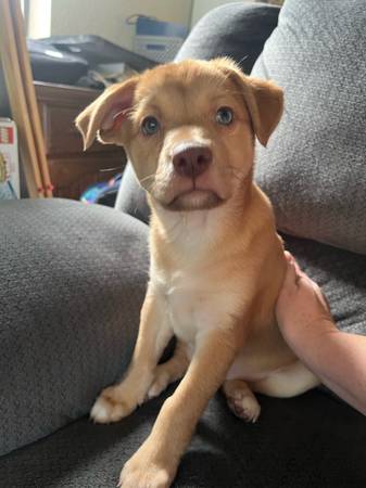 Oops litter male es ahora macho fijo cachorros mestizos de Chihuahua (Oakhurst)63859313386755120