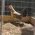Flarry eye grey pair/gamefowl/gallos 3 thumbnail