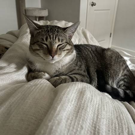 Please help rehome these 2 Beautiful Kitties (Visalia)63873027684865121