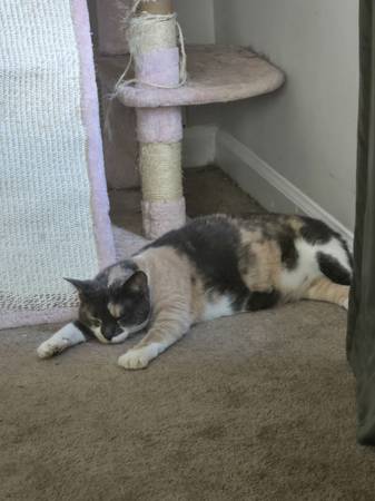 Dilute Calico Cat Needing A New Home (Hinesville)64146955890306120