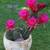 Cactus - Vibrant Red/Magenta Blooms! 1 thumbnail
