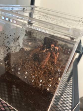 Tarantulas w/ Enclosures (Kelso)63916449772034121