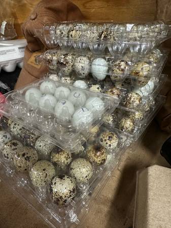 Coturnix quail hatching eggs 1