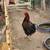 Roosters 4 1 thumbnail