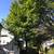 Tree removal   trimming  Tree care  Tree service 13 thumbnail