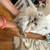 persian kitten 3 thumbnail