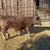 Fair steer 2 thumbnail