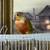 High red pallid pineapple green cheek conur 3 thumbnail