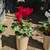 Cyclamen 2 thumbnail