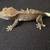 Visual Axanthic Crested Gecko 2 thumbnail