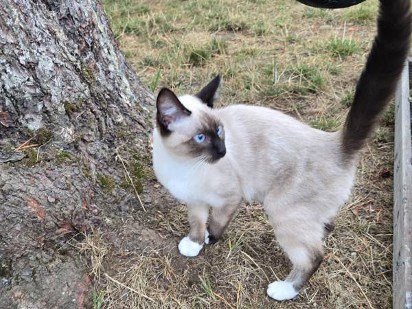 6 month old male siamese ragdoll male (Bellingham)63869711492737123