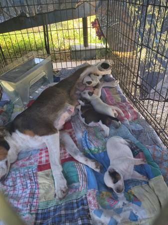 Mama and pups (Temple)63839343393665121