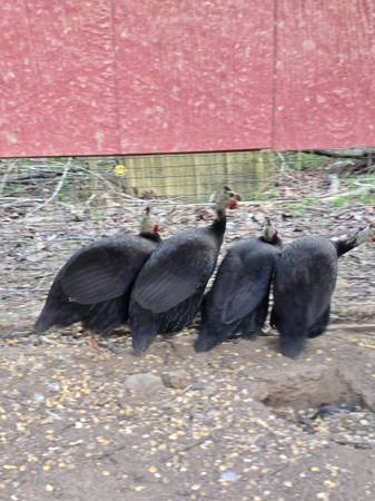 Guinea Fowl 1