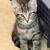 KITTENS - 2 solid black 2 tabby or swirl + kitty carrier 1 thumbnail