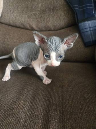 Sphynx 1