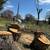 Tree removal/ tree service/ land clearing 7 thumbnail