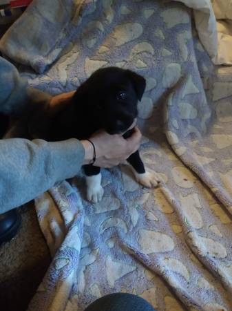 Black Lab mix puppies! (Federal Way)63995733617794122