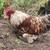 Rooster - Red Wyandotte Silkie Mix 4 thumbnail