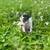 Rat terrier 2 thumbnail