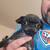 4 baby black pugs 4 thumbnail