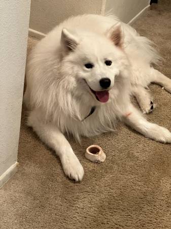 Samoyed macho de 2 años (San Diego)63841745214465124
