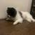 Dogwalker/Overnight Housesitting - Beloved dog & cat whisperer, is me! 1 thumbnail