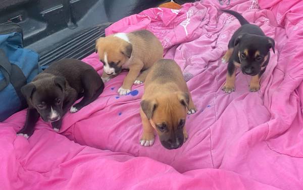 Six week old German Shepherd, puppies 1