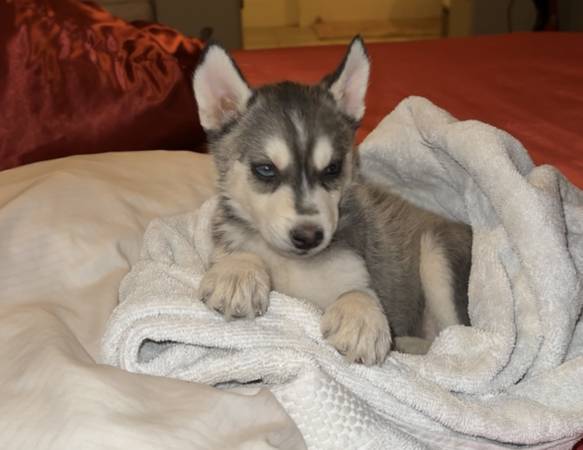 Cachorro macho Husky63860185345027120