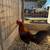 Gallos y gallinas 1 thumbnail