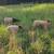 Dorper ewe lambs 1 thumbnail