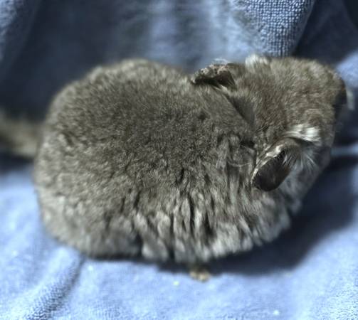 RPA ebony angora female chinchillas (Ankeny)63671572972675120
