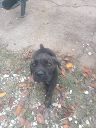 Cane Corso pup 1
