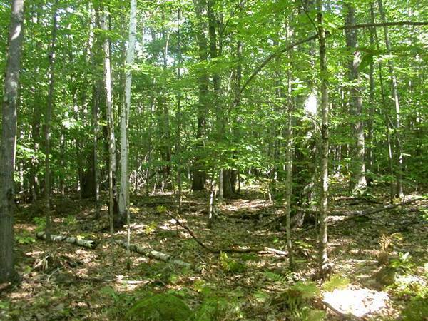 $39,000 Unique 0.56 acres land 3 miles away from Winnipesaukee (New durham (New durham)63931790054019123