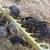 Quail chicks 2 thumbnail