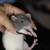 Fancy male dumbo rat rehoming 2 thumbnail