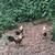 3 golden duckwing pheonix roos 1 thumbnail
