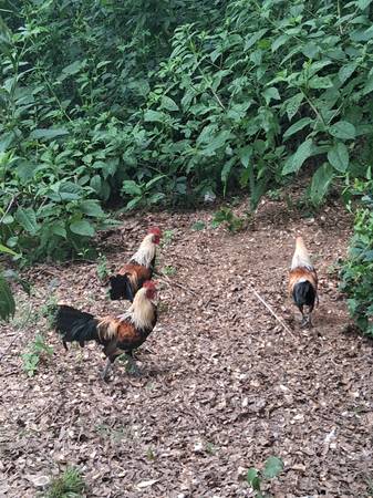 3 golden duckwing pheonix roos 1