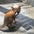 Playful Kitten looking for home 5 thumbnail