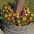 Wine Barrel Planters 2 thumbnail