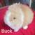Lion lops blue eyes, lion heads 5 thumbnail