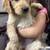 Beautiful golden retriever 3 thumbnail
