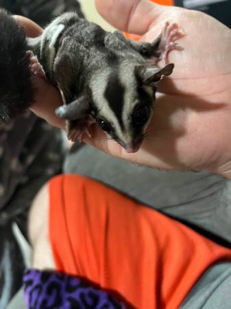 Sugar glider pair63864565704065120