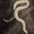 Western hognose snakes 1 thumbnail